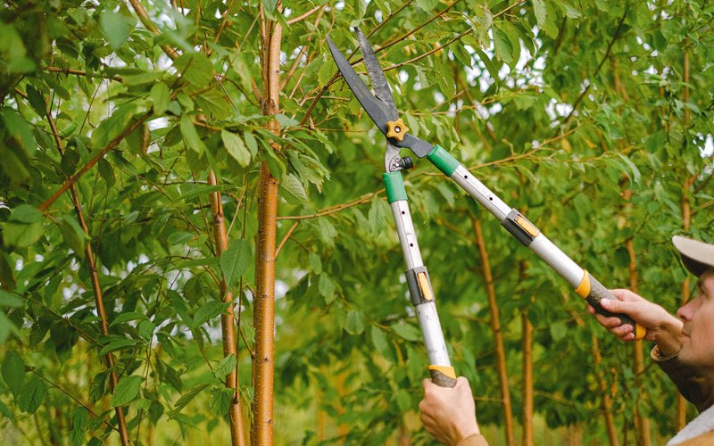Tree trimming in Clover, VA