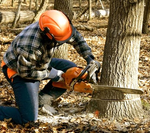 Tree Removal in Clover, VA